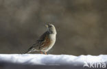 Alpenheggemus (Prunella collaris)