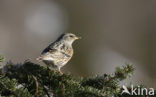 Alpenheggemus (Prunella collaris)