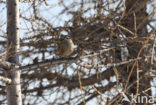 Alpine Accentor (Prunella collaris)