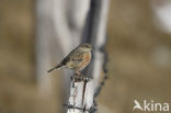 Alpenheggemus (Prunella collaris)