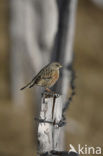 Alpenheggemus (Prunella collaris)