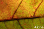 Amerikaanse eik (Quercus rubra)