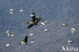 American wood ibis (Mycteria americana)