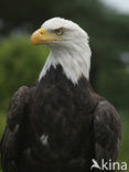 American bald eagle (Haliaeetus leucocephalus)