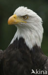 American bald eagle (Haliaeetus leucocephalus)