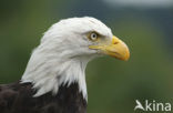American bald eagle (Haliaeetus leucocephalus)