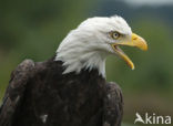 American bald eagle (Haliaeetus leucocephalus)