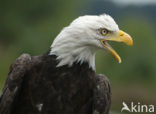 Amerikaanse Zeearend (Haliaeetus leucocephalus)