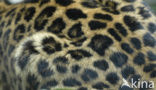 Amur Leopard (Panthera pardus orientalis)