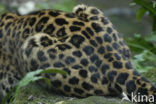 Amoer panter (Panthera pardus orientalis)