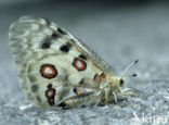 Apollo (Parnassius apollo) 