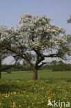 Apple (Malus domesticus)