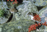 Arctic weasel (Mustela nivalis rixosa)