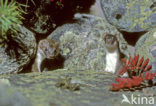 Arctic weasel (Mustela nivalis rixosa)