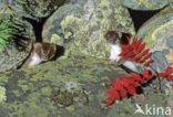 Arctic weasel (Mustela nivalis rixosa)