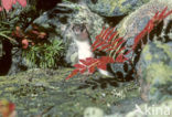 Arctic weasel (Mustela nivalis rixosa)