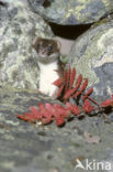 Arctic weasel (Mustela nivalis rixosa)