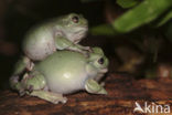 Green frog (Litoria caerulea)