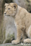 Asiatic Lion (Panthera leo persica) 
