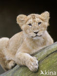 Asiatic Lion (Panthera leo persica) 