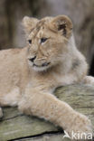 Aziatische leeuw (Panthera leo persica) 