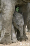 Asian elephant (Elephas maximus) 