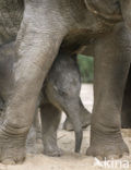 Asian elephant (Elephas maximus) 