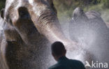 Asian elephant (Elephas maximus) 