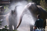 Asian elephant (Elephas maximus) 