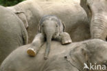 Asian elephant (Elephas maximus) 