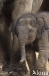 Asian elephant (Elephas maximus) 