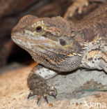 Bearded dragon (Pogona vitticeps)