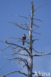 Beflijster (Turdus torquatus)