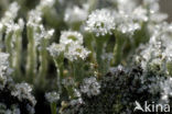 Pixie-cup (Cladonia spec.)