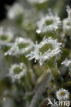 Bekermos (Cladonia spec.)