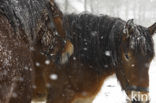 Belgian Horse (Equus spp)