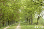 Beech (Fagus sylvatica)