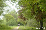 Beech (Fagus sylvatica)