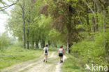 Beech (Fagus sylvatica)