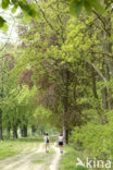 Beech (Fagus sylvatica)