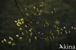 Beuk (Fagus spec.)
