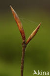 Beech (Fagus spec.)