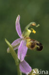 Bijenorchis (Ophrys apifera)