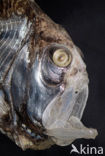 Half-naked hatchetfish (Argyropelecus hemigymnus)