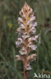 Bitterkruidbremraap (Orobanche picridis)