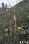 Bitterkruidbremraap (Orobanche picridis)