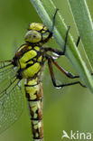 Blauwe glazenmaker (Aeshna cyanea)