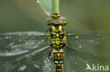 Blauwe glazenmaker (Aeshna cyanea)