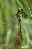 Blauwe glazenmaker (Aeshna cyanea)