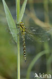 Blauwe glazenmaker (Aeshna cyanea)